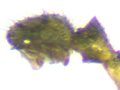 Oedothorax retusus
